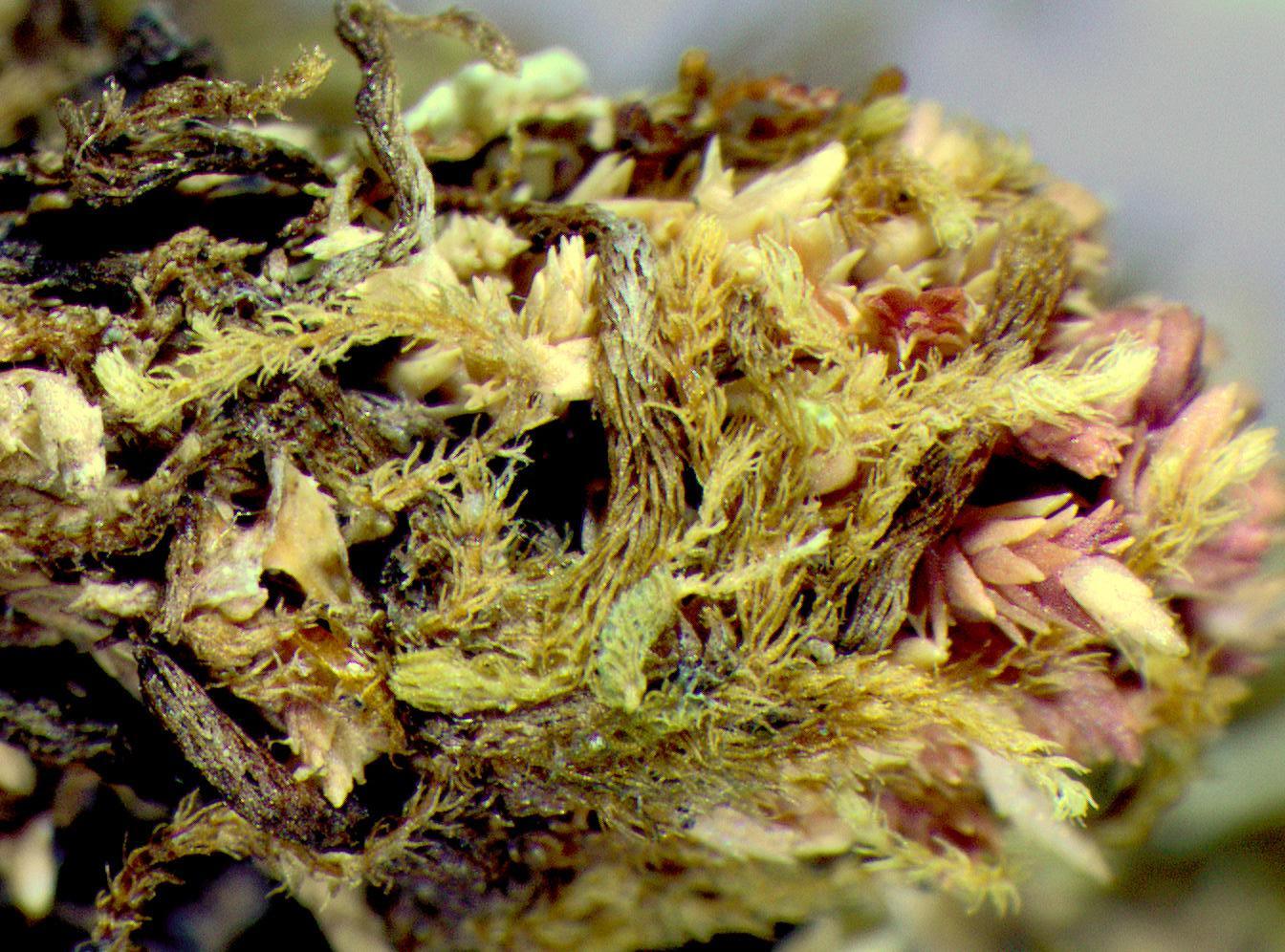 Представитель Семейства Pseudolepicoleaceae